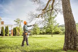 How Our Tree Care Process Works  in  Royalton, MN