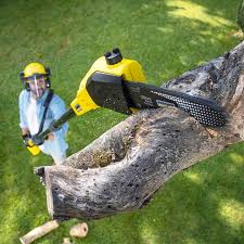 Best Lawn Renovation and Restoration  in Royalton, MN