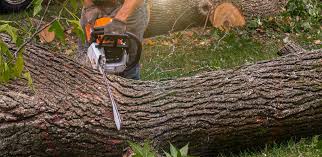 Best Root Management and Removal  in Royalton, MN