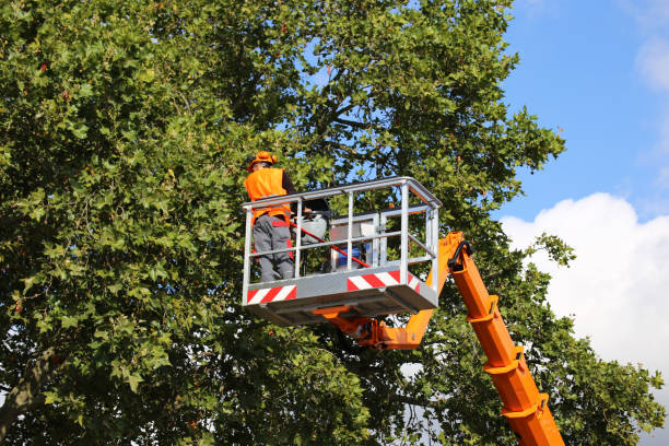 Best Hedge Trimming  in Royalton, MN
