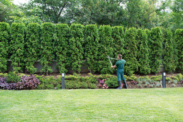 Best Lawn Watering Services  in Royalton, MN