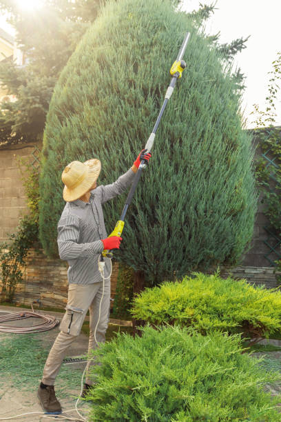 Best Tree and Shrub Care  in Royalton, MN